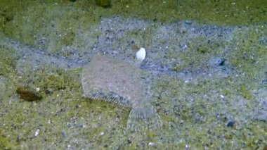 Genç Karadeniz dil balığı (Platichthys flesus luscus) kumlu deniz tabanında yüzer ve kendini kum gibi gizler. Karadeniz.