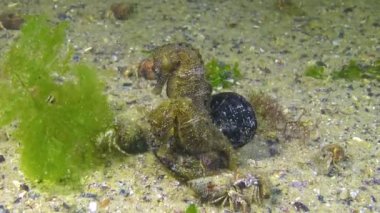 Erkek ve dişi kısa burunlu deniz atı (Hippocampus hipokampüsü), geceleri Karadeniz 'de, inzivaya çekilmiş yengeçlerle çevrili deniz tabanında