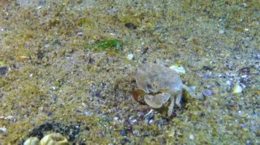 Brachinotus sexdentatus, midyelerin arasında saklanan küçük yengeçler. Karadeniz