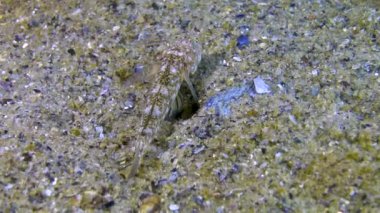 Mermer keçi (Pomatoshistus marmoratus) Karadeniz, Odessa Körfezi.
