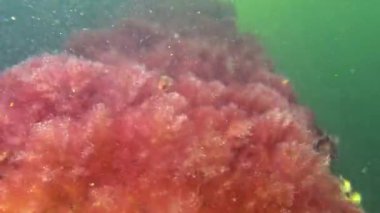 (Callithamnion corymbosum, Balkangiller (Ceramiaceae) familyasından bir alg cinsidir.