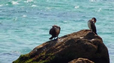 Ukrayna 'nın kuşları. Büyük karabatak (Phalacrocorax carbo) Karadeniz 'deki bir taşın üzerinde duruyor.