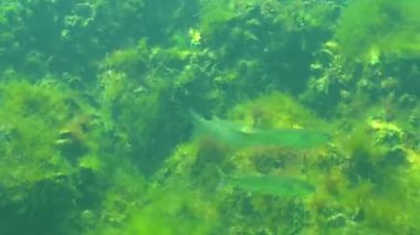 Karadeniz 'deki yeşil yosunlar arasında küçük bir altın rengi aslan yelesi sürüsü (Liza ramada) hızla yüzmektedir. Karadeniz Balığı