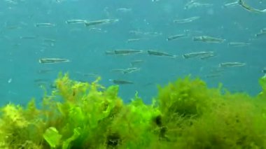 Karadeniz 'de deniz yosunları arasında büyük ölçekli kum eridi (Atherina pontica). Karadeniz Balığı