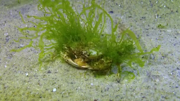 Algas Verdes Sobre Caparazón Cangrejo Nadador Macropipus Holsatus Mar Negro — Vídeos de Stock