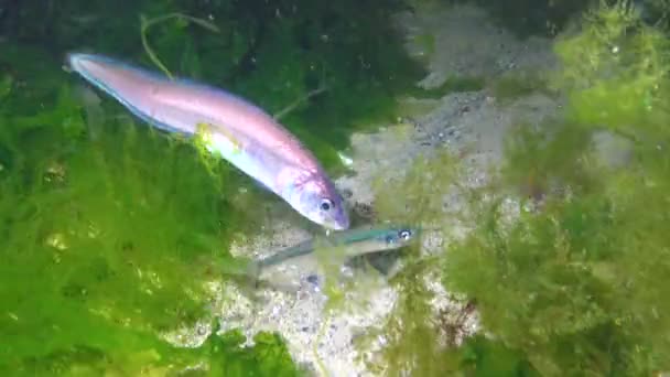 Рыба Черного Моря Змея Роше Blenny Ophidion Rochei Actinopterygii — стоковое видео