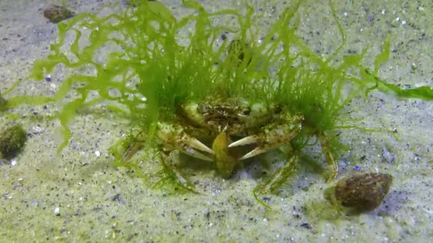 Зелені Водорості Карапасі Плаваючі Краби Macropipus Holsatus Чорне Море — стокове відео