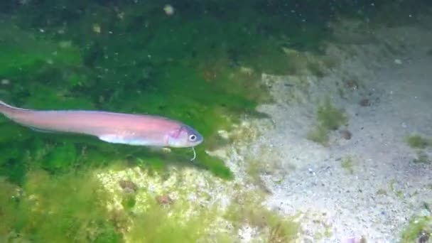 Ryby Morza Czarnego Węże Roche Blenny Ophidion Rochei Actinopterygii — Wideo stockowe