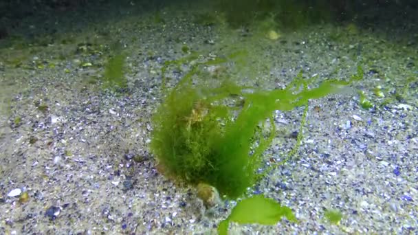Pequeño Cangrejo Brachinotus Sienta Sobre Algas Verdes Cladophora Enteromorpha Mar — Vídeo de stock