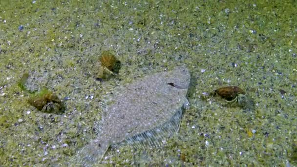 Linguado Mar Negro Platichthys Flesus Luscus Flutua Fundo Mar Arenoso — Vídeo de Stock