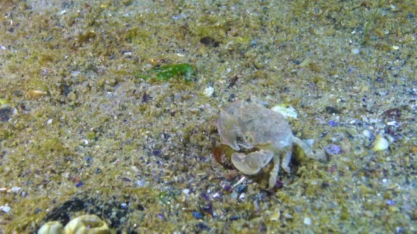 Brachinotus Sexdentatus Kleine Krebse Verstecken Sich Zwischen Muscheln Schwarzes Meer — Stockvideo
