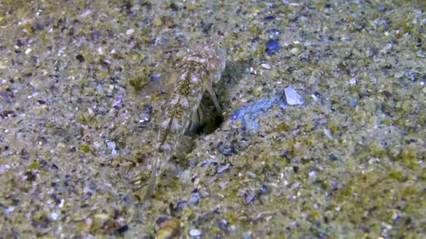 Bóbi Marmoreado Pomatoshistus Marmoratus Mar Negro Golfo Odessa — Vídeo de Stock