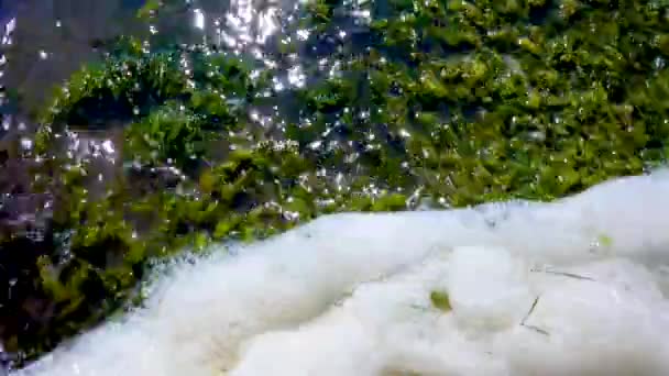 环境问题和污染 天然水库富营养化 岸上的肮脏泡沫 — 图库视频影像