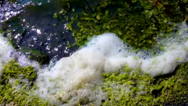 Problème Environnemental Pollution Eutrophisation Réservoir Naturel Mousse Sale Sur Rivage — Video