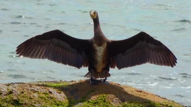 乌克兰的鸟类 在黑海的一块石头上 这种巨大的软体动物把羽毛弄得干干净净 — 图库视频影像