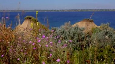 Çiçek açan bozkır (