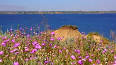 Çiçek açan bozkır (