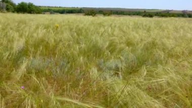 Ukrayna tüyü bozkır, Çimen türleri (Stipa capillata)