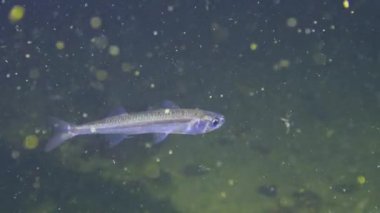 Karadeniz Balığı. Karadeniz 'de büyük ölçekli kum eridi (Atherina pontica).