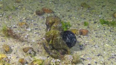 Erkek ve dişi kısa burunlu deniz atı (Hippocampus hipokampüsü), geceleri Karadeniz 'de, inzivaya çekilmiş yengeçlerle çevrili deniz tabanında