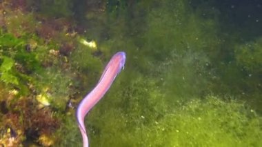 Fish of the Black Sea, Roche's snake blenny (Ophidion rochei) Actinopterygii. 