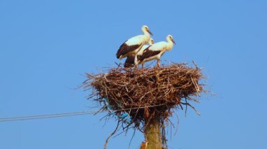 Adult chicks the white stork (Ciconia ciconia) on the nest, Ukraine