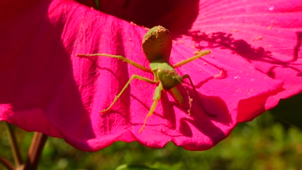 Inseto Predador Ataca Plantas Mantis Europeu Mantis Religiosa — Vídeo de Stock