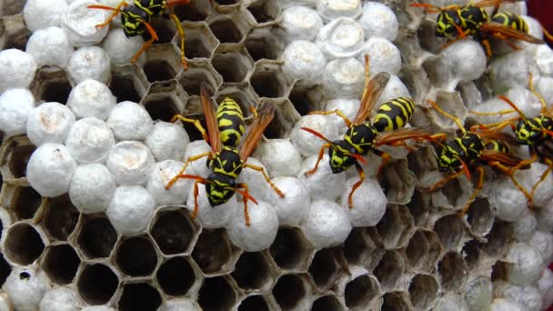 Guêpes Sur Peignes Avec Des Larves Nourrissent Protègent Les Jeunes — Video