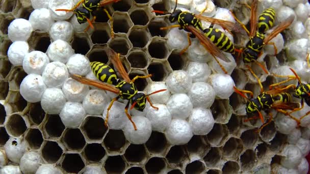 用幼虫在梳子上给幼蜂喂食和保护幼蜂 — 图库视频影像