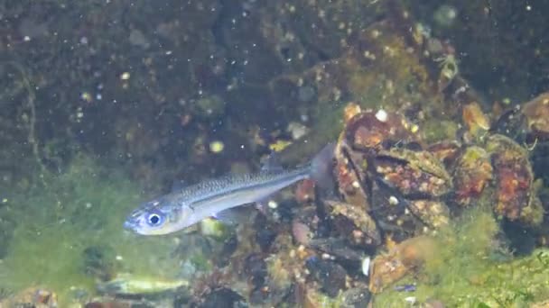 Ψάρια Της Μαύρης Θάλασσας Μυρωδιά Άμμου Της Μαύρης Θάλασσας Atherina — Αρχείο Βίντεο