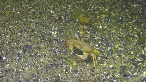 Crabi Înot Macropipus Holsatus Mănâncă Marea Neagră — Videoclip de stoc