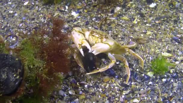 Schwimmkrabben Macropipus Holsatus Fressen Schwarzes Meer — Stockvideo