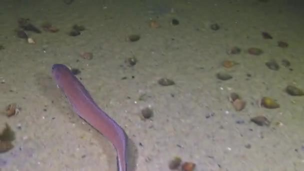 Peixe Mar Negro Cobra Roche Blenny Ophidion Rochei Actinopterygii — Vídeo de Stock