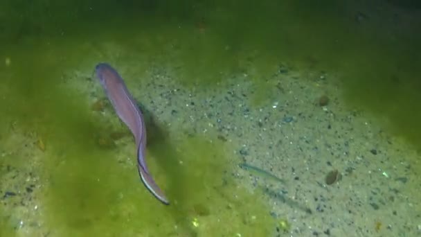 Риба Чорного Моря Змія Роша Ophidion Rochei Actinopterygii — стокове відео