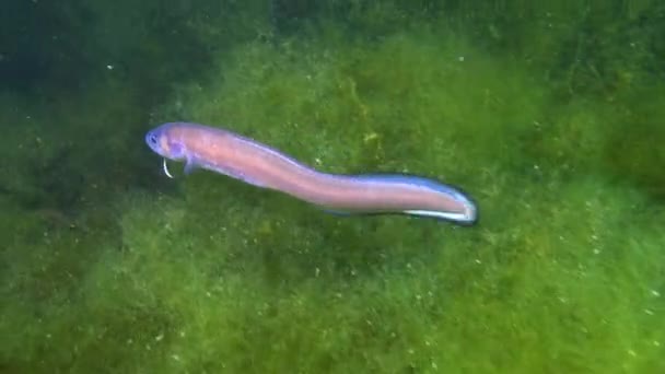 Fish Black Sea Roche Snake Blenny Ophidion Rochei Actinopterygii — Stockvideo