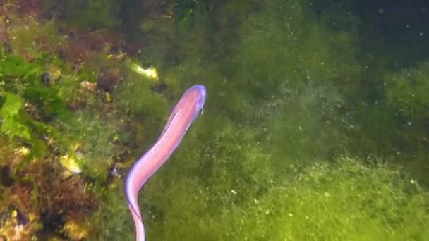 Fish Black Sea Roche Snake Blenny Ophidion Rochei Actinopterygii — Stockvideo