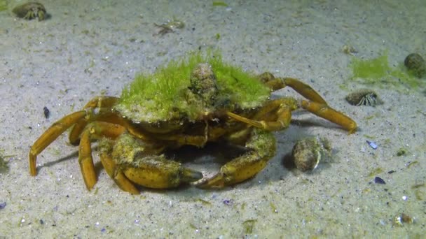 Männchen Der Grünen Krabbe Carcinus Maenas Während Der Paarung Invasive — Stockvideo