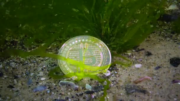 比特币已经下跌 比特币在底部 一个熊市的趋势 海藻中的水底茧 — 图库视频影像
