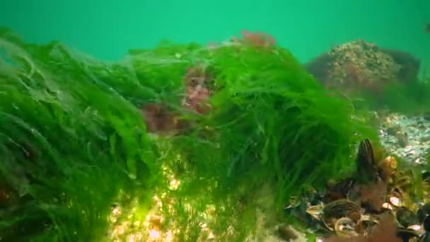 Underwater Landscape Black Sea Green Red Brown Algae Seabed Algae — Stock Video