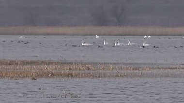Baharda Tiligulsky nehrinde vahşi kuş ve kuğu sürüleri. Ukrayna