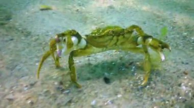 Büyük bitkisel yengeç, erkek. Yeşil yengeç (Carcinus maenas). İstilacı türler, Karadeniz.