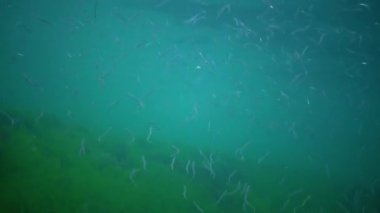 Akdeniz kum yılanbalığı (Gymnammodytes cicerelus), Karadeniz, Ukrayna 'da deniz tabanının üzerinde büyük bir balık sürüsü.