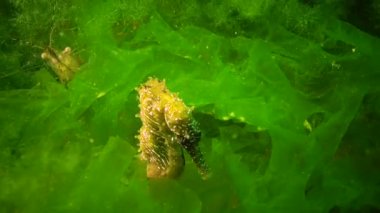 Karadeniz, Ukrayna 'da yeşil yosunların arasında saklanan uzun burunlu deniz atı (Hipokampus hipokampüsü).