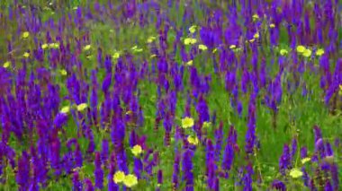 Çiçekli Ukrayna bozkırları, yabani otların arasında mor adaçayı çiçekleri. (Salvia pratensis) çayır clary veya çayır adaçayı. 