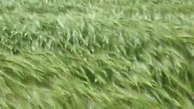 Yeşil çavdar tarlası, rüzgarda sallanan tahıl dalları, Ukrayna.