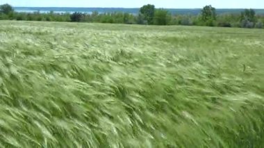Yeşil çavdar tarlası, rüzgarda sallanan tahıl dalları, Ukrayna.