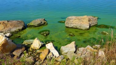 Zararlı alg çiçeği (Microcystis aeruginosa) ve Enteromorpha Ukrayna 'nın Khadzhibeyskyi Liman şehrinde.