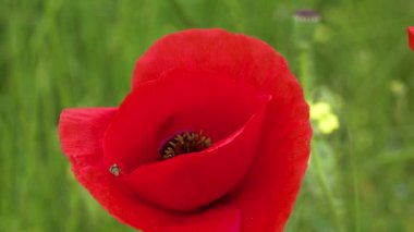 Çiçek açan Steppe, kırmızı gelincik çiçekli böcekler (Papaver rhoeas), Ukrayna