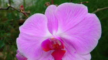 Serada çiçek açan bir orkide. Motorlu bebek kaydırma görüntüsü.