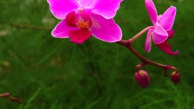 Serada çiçek açan bir orkide. Motorlu bebek kaydırma görüntüsü.